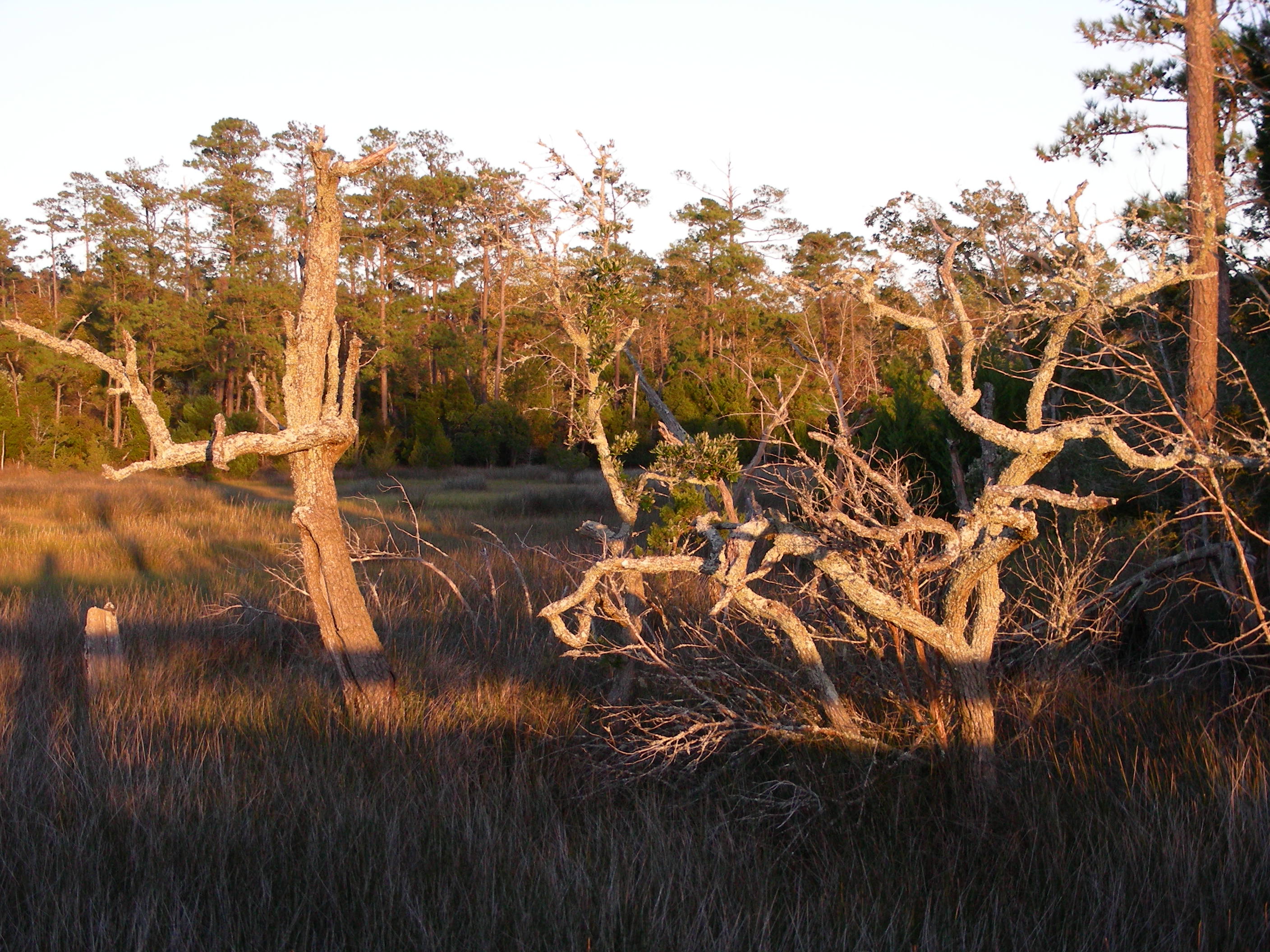 ./2006/Cedar Point/DSCN0354.JPG